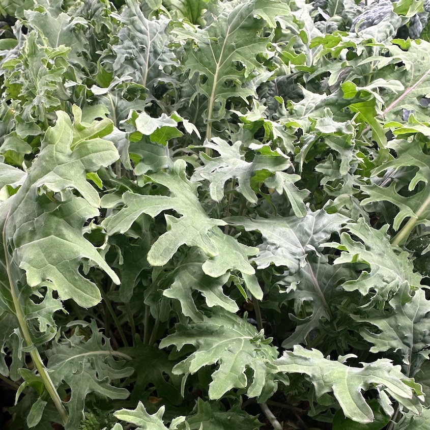 Pesticide-free baby kale grown in Phyllome's controlled environment