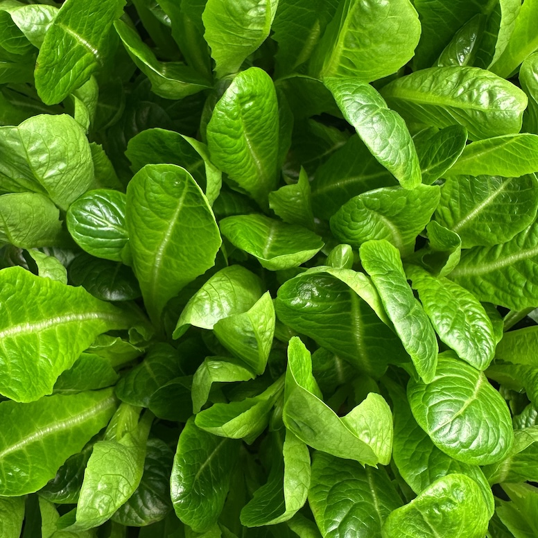 Pesticide-free cos lettuce grown in Phyllome's controlled environment