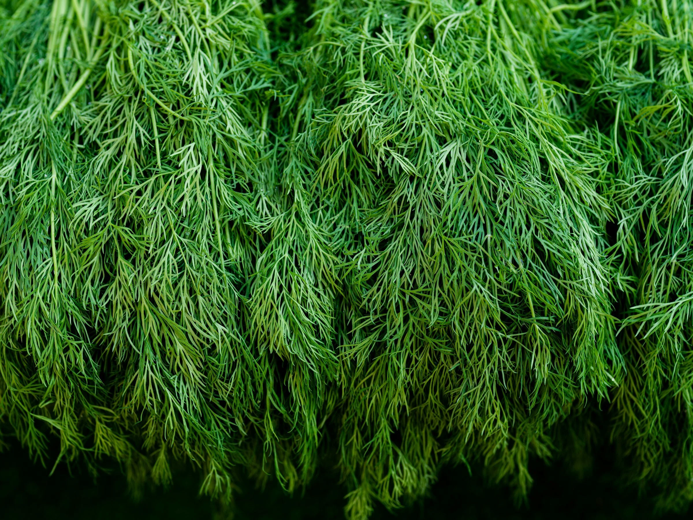 Fresh dill grown in Phyllome's pesticide-free controlled-environment facility