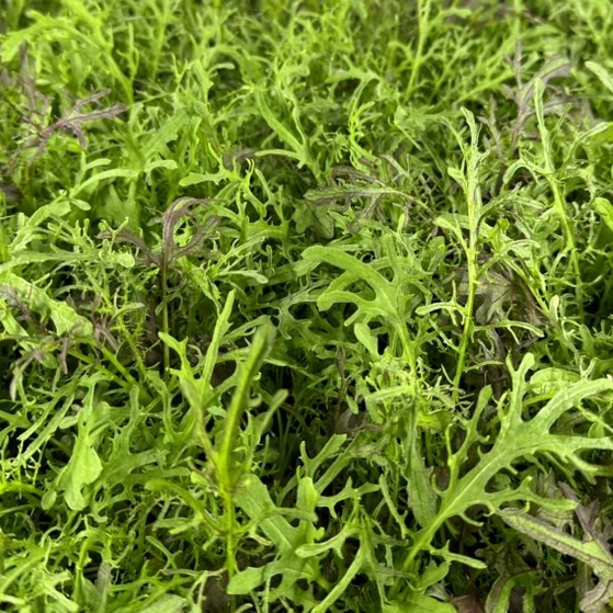 Pesticide-free mizuna grown in Phyllome's controlled environment