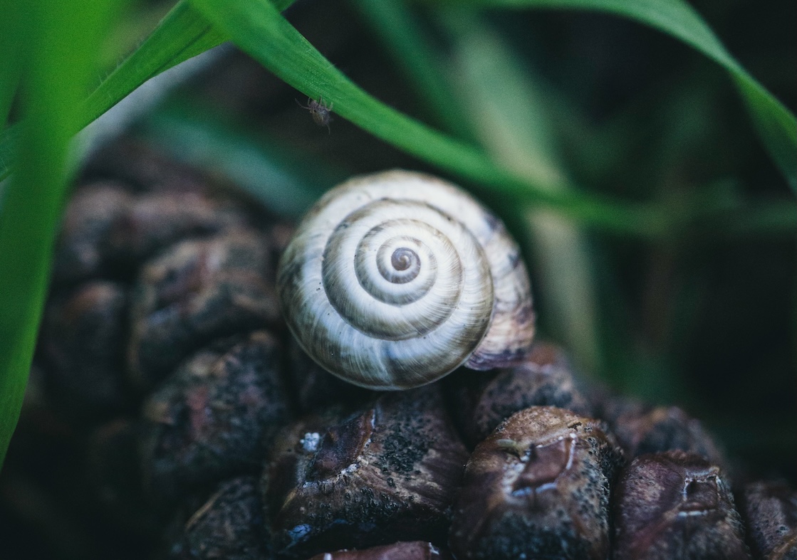 Cone snail — source of natural analgesic peptides used in Phyllome functional food research